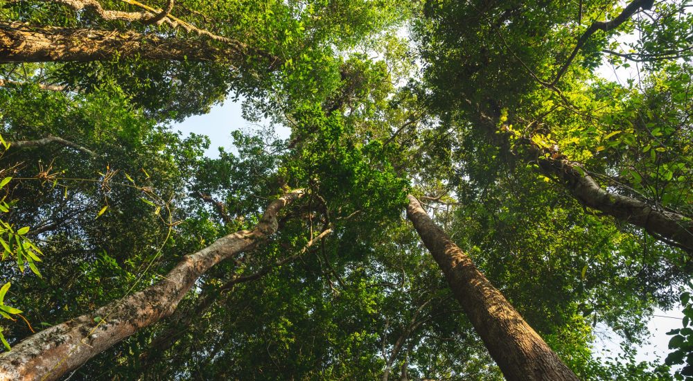 Earth Day concept with tropical forest background, natural sence with canopy tree in the wild